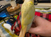 Handreared Tame conure 325 ono