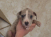 Last female Staffy x American bulldog