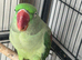 Alexandria parrot