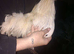 1 year old silkie cockeral