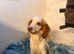 Lovely male cocker spaniel