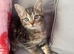 Kittens ready now
