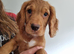 Working cocker spaniel