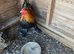 Trio of bantam brahmas