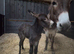 Jenny donkey and Jenny foal at foot