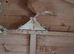 Yellow racing pigeons for sale