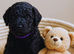 Mr Red is ready now &mdash; but only for the right forever family ️ F4 Labradoodle Boy