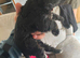 5 beautiful toy poodles x lakeland terrier puppies