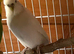 Budgies