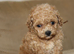 F1 Poochon puppies Health Tested parents