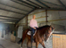 16.2hh 11yo TB Gelding