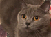 ***British Shorthair Kittens***