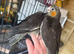Hand-Reared Cockatiels