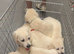 6 purebred golden retriever puppies available