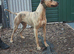 bull greyhound female
