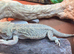 bearded dragon male 3yr old