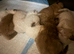 Ragdoll kittens