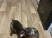 Chocolate dapple dachshund girl