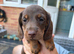 Long haired mini dachshunds