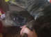 Staffihusky x malinois gsh