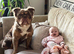 FLUFFY OLDE TYME BULLDOG - PET HOME