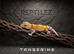 LEOPARD GECKOS