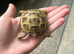 baby horse field tortoise