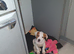 American bulldog cross