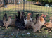 Serama pullet hens for sale