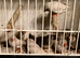 Zebra finches for sale