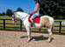 Prince 15.3hh 4 year old cob gelding