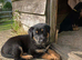 Huntaway x G Shepherd Puppies for Sale