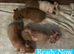 Skinny Pig Boars