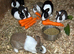 8 weeks old baby rabbits