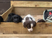 cocker spaniel puppies
