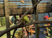 Baby budgies