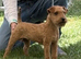 Red Lakeland Bitch Pup