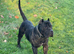 My beautiful dog for sale