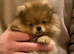 Orange Pomeranian Puppy For Sale - Boston, Lincs - Vet Checked & Ready Now