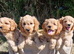 Cuddly Cavapoos