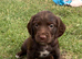 Fully dna health tested Sprocker Puppies