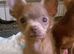 last male toy chihuahua puppies left ready to leave now