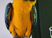 Handreard Silly Tame Blue & Gold Macaw