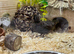 Button Quail