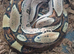 CB25 DH Kahl Leopard
