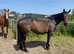 15hh 4 year old project mare