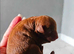 Small toy x Asian poodle puppies