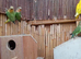 Lovebirds young and adult