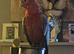 Male galah cockatoo silly tame