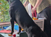 Gorgeous 11 month female cane corso